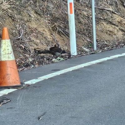 Menura novaehollandiae (Superb Lyrebird) at Bemboka, NSW - 2 Sep 2024 by BethanyDunne