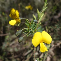 Gompholobium huegelii (pale wedge–pea) at Cowra, NSW - 29 Aug 2024 by RobG1