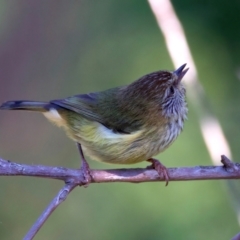 Acanthiza lineata (Striated Thornbill) at Rosedale, NSW - 1 Sep 2024 by jb2602