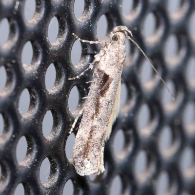 Symmetrischema tangolias (Andean Potato Tuber Moth) at Turner, ACT - 1 Sep 2024 by ConBoekel