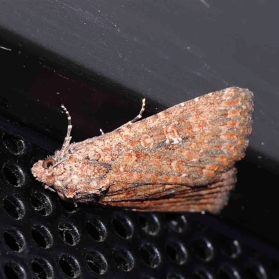Hypoperigea tonsa (A Noctuid moth (Acronictinae) at Turner, ACT - 1 Sep 2024 by ConBoekel