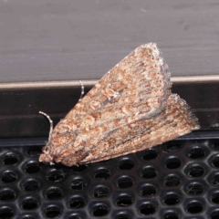 Hypoperigea tonsa at Turner, ACT - 1 Sep 2024 09:28 PM