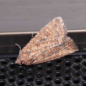 Hypoperigea tonsa at Turner, ACT - 1 Sep 2024 09:28 PM