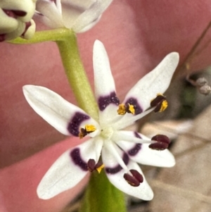 Wurmbea dioica subsp. dioica at Aranda, ACT - 2 Sep 2024 08:43 AM