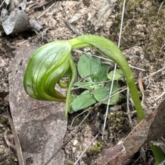 Pterostylis nutans (Nodding Greenhood) at Aranda, ACT - 2 Sep 2024 by lbradley