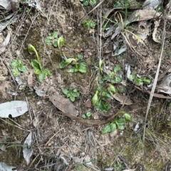 Pterostylis nutans at Aranda, ACT - 2 Sep 2024