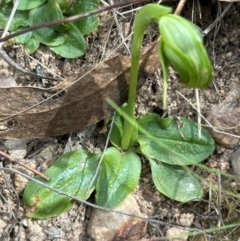 Pterostylis nutans at Aranda, ACT - 2 Sep 2024