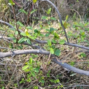 Lonicera japonica at Hall, ACT - 1 Sep 2024 11:07 AM