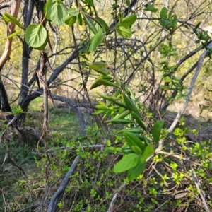 Lonicera japonica at Hall, ACT - 1 Sep 2024 11:07 AM