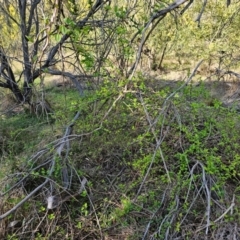 Lonicera japonica at Hall, ACT - 1 Sep 2024 11:07 AM