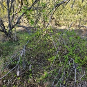 Lonicera japonica at Hall, ACT - 1 Sep 2024 11:07 AM