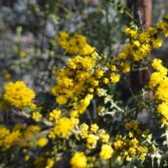 Acacia amblygona (Fan Wattle) at Cowra, NSW - 29 Aug 2024 by RobG1