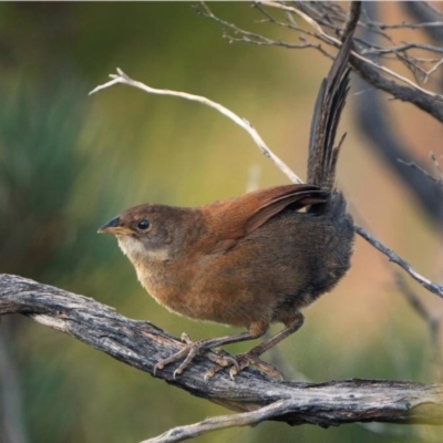 Atrichornis clamosus (Noisy Scrubbird) at Undefined - 27 Jan 2023 by MichaelBedingfield