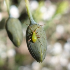 Unverified True bug (Hemiptera, Heteroptera) at Cowra, NSW - 29 Aug 2024 by RobG1
