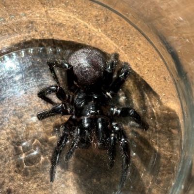 Hadronyche sp. (genus) (A funnel web) at Foxground, NSW - 26 Aug 2024 by howie