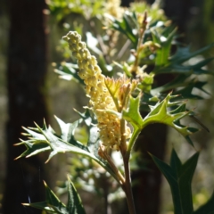 Grevillea ramosissima subsp. ramosissima (Fan Grevillea) at Bumbaldry, NSW - 29 Aug 2024 by RobG1