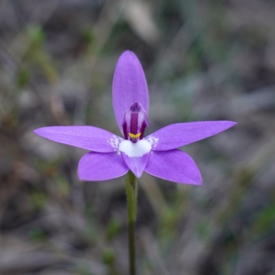 Glossodia major (Wax Lip Orchid) at Bumbaldry, NSW - 29 Aug 2024 by RobG1