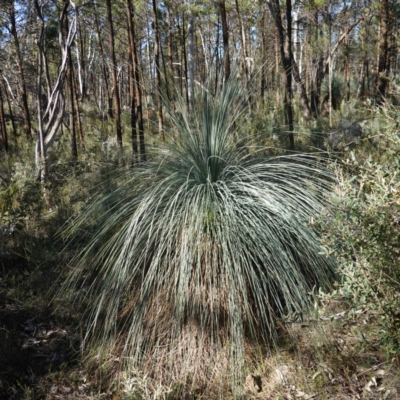 Xanthorrhoea glauca subsp. angustifolia (Grey Grass-tree) at Bumbaldry, NSW - 29 Aug 2024 by RobG1