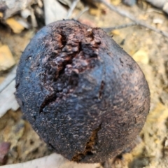 Unidentified Truffle at Dignams Creek, NSW - 10 Jul 2024 by sagaunt