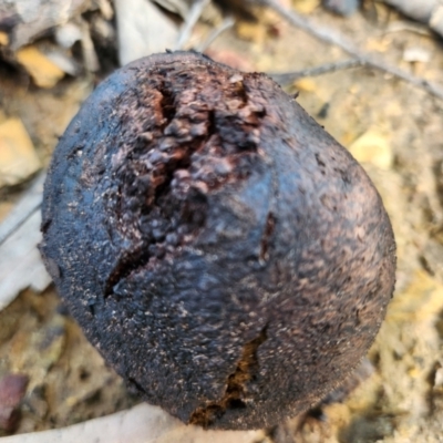 Unverified Truffle at Dignams Creek, NSW - 10 Jul 2024 by sagaunt