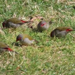 Neochmia temporalis (Red-browed Finch) at Corrowong, NSW - 2 Sep 2024 by BlackFlat