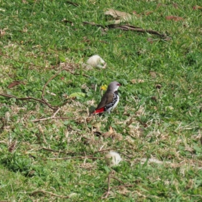 Stagonopleura guttata (Diamond Firetail) at Corrowong, NSW - 2 Sep 2024 by BlackFlat