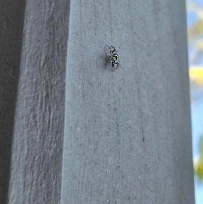 Cosmophasis micarioides (Sparkling Northern Jumping Spider) at Lawnton, QLD - 1 Sep 2024 by mroseby