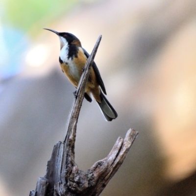 Acanthorhynchus tenuirostris (Eastern Spinebill) at Thirlmere, NSW - 30 Aug 2024 by Freebird