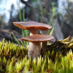 Unidentified Cap on a stem; gills below cap [mushrooms or mushroom-like] at Bumbaldry, NSW - 29 Aug 2024 by RobG1