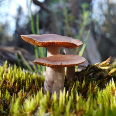 Unidentified Cap on a stem; gills below cap [mushrooms or mushroom-like] at Bumbaldry, NSW - 29 Aug 2024 by RobG1