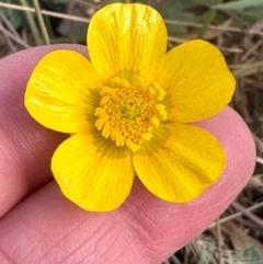 Ranunculus lappaceus (Australian Buttercup) at Yarralumla, ACT - 2 Sep 2024 by lbradley