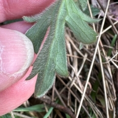 Ranunculus lappaceus at Yarralumla, ACT - 2 Sep 2024 11:49 AM