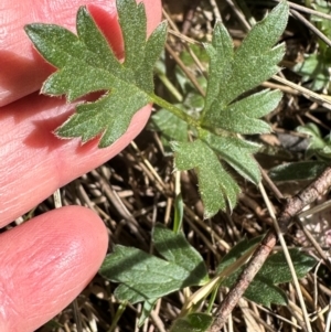 Ranunculus lappaceus at Yarralumla, ACT - 2 Sep 2024