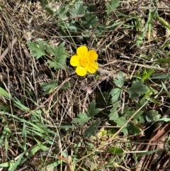 Ranunculus lappaceus at Yarralumla, ACT - 2 Sep 2024