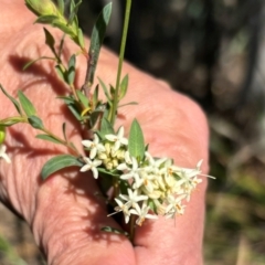 Pimelea linifolia (Slender Rice Flower) at Jerrabomberra, NSW - 1 Sep 2024 by Cuumbeun