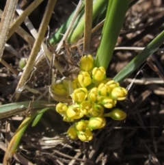 Lomandra bracteata (Small Matrush) at Latham, ACT - 1 Sep 2024 by pinnaCLE