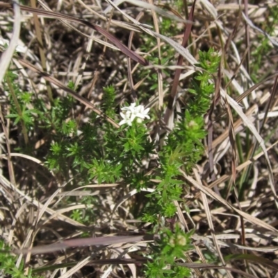 Asperula conferta (Common Woodruff) at Latham, ACT - 1 Sep 2024 by pinnaCLE