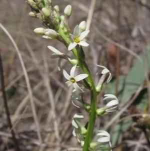 Stackhousia monogyna at Latham, ACT - 1 Sep 2024 12:25 PM