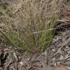 Nassella trichotoma (Serrated Tussock) at Latham, ACT - 1 Sep 2024 by pinnaCLE