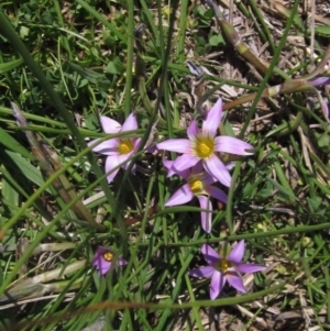 Romulea rosea var. australis at Latham, ACT - 1 Sep 2024 12:32 PM