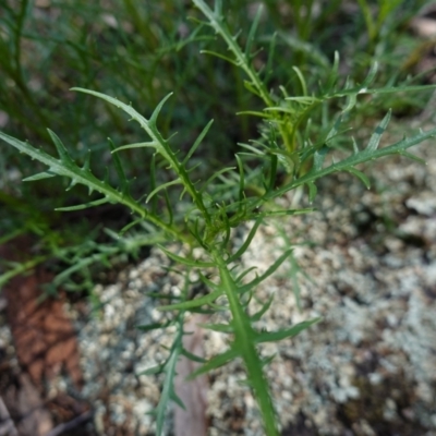 Isotoma axillaris (Australian Harebell, Showy Isotome) at Bumbaldry, NSW - 30 Aug 2024 by RobG1