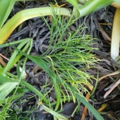 Psilotum nudum (Skeleton Fork-fern) at Kiama, NSW - 2 Sep 2024 by plants