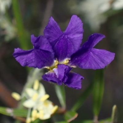 Dampiera lanceolata (Lance-leaf Dampiera) at Bumbaldry, NSW - 30 Aug 2024 by AnneG1