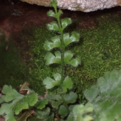 Asplenium subglandulosum (Blanket Fern) at Bumbaldry, NSW - 30 Aug 2024 by AnneG1