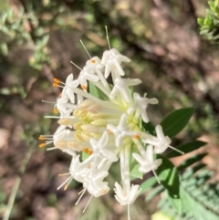 Pimelea linifolia (Slender Rice Flower) at Cowra, NSW - 29 Aug 2024 by AnneG1