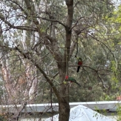 Alisterus scapularis (Australian King-Parrot) at Higgins, ACT - 2 Sep 2024 by Jillw