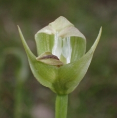 Pterostylis curta (Blunt Greenhood) at Cowra, NSW - 30 Aug 2024 by AnneG1