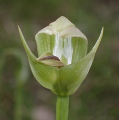 Pterostylis curta (Blunt Greenhood) at Cowra, NSW - 30 Aug 2024 by AnneG1