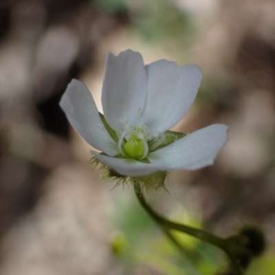 Drosera gunniana (Pale Sundew) at Bumbaldry, NSW - 29 Aug 2024 by AnneG1