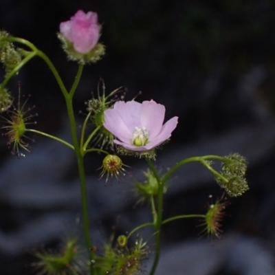 Drosera gunniana (Pale Sundew) at Bumbaldry, NSW - 30 Aug 2024 by AnneG1